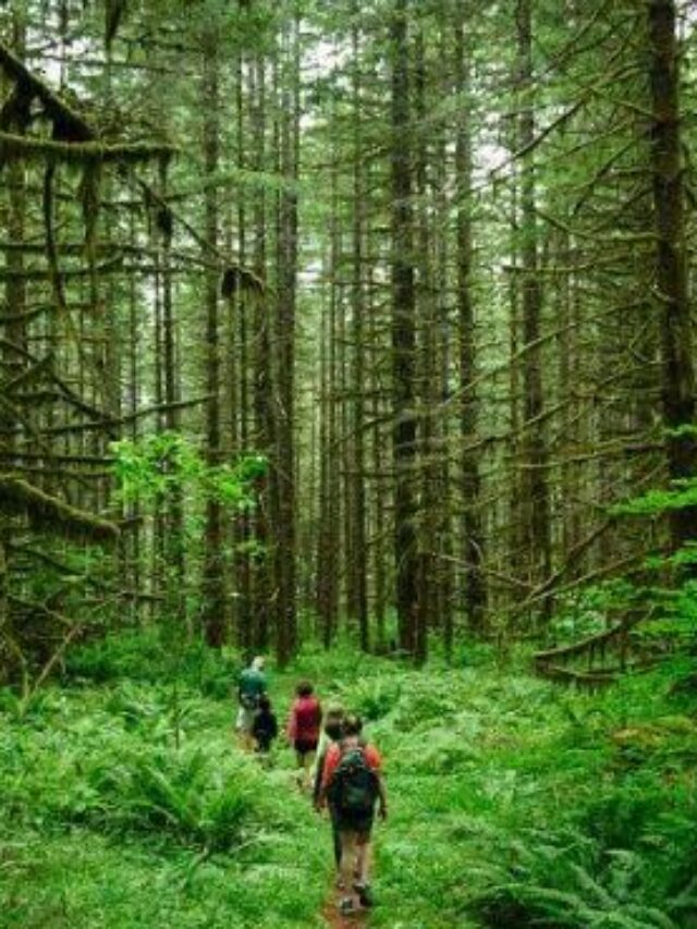 Traditional Tourism vs. Ecotourism: What’s the Real Impact?