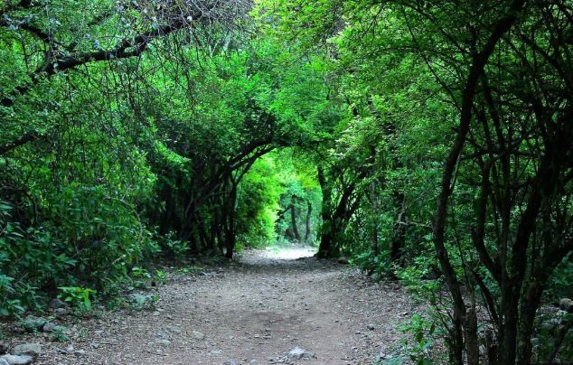 Top Eco-Friendly Hiking Trails in Pakistan Islamabad: Margalla hills trail 3