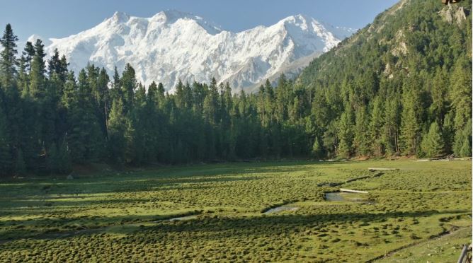 What are the environmental issues in Gilgit-Baltistan? Tree tsunami